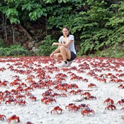 Watch Crabs Migrate on Christmas Island, Australia