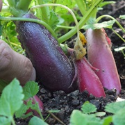 Japanese Radish
