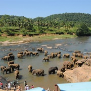 Watching Elephants in Pinnawela, Sri Lanka