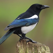 Magpie