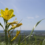 Dwarf Day Lily (Hemerocallis Minor)