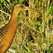 MacKay Island National Wildlife Refuge