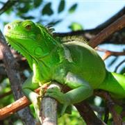 Bahia Honda Key, Florida