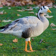Bar-Headed Goose
