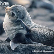 Subantarctic Fur Seal