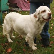 Clumber Spaniel