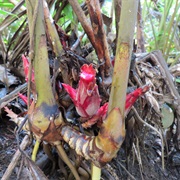 Scott's Ginger (Hornstedtia Scottiana)