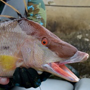 Hogfish