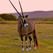 Gemsbok