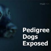 Pedigree Dogs Exposed