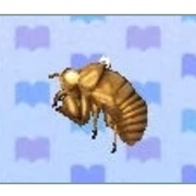 Cicada Shell