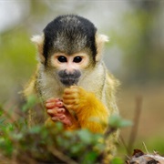 Spot a Squirrel Monkey