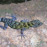 Cnemaspis Anaikattiensis