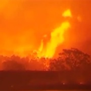 Gum Trees Can Explode If Ignited