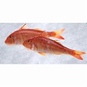 Red Mullet
