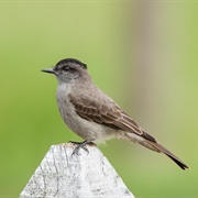 Crowned Slaty Flycatcher (Griseotyrannus Aurantioatrocristatus)