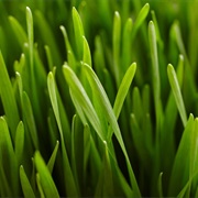 Wheatgrass