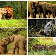 Visit Vandalur Zoo.. ( Must Visit ! Place in Chennai )