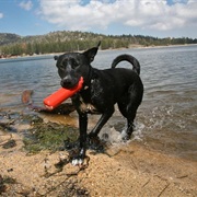 Traveled With Your Pet