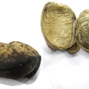 Calabash Nutmeg (Monodora Myristica)