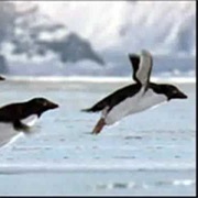 Flying Penguins