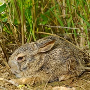 Burmese Hare