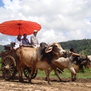 Take Local Transportation