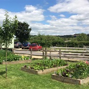 River Bourne Community Farm