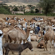 Keren Camel Market, Eritrea