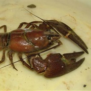 Crawfish
