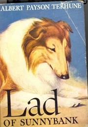 Lad of Sunnybank