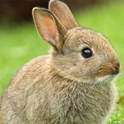 Brown Bunny