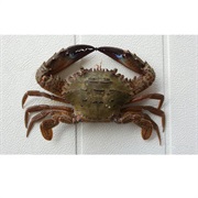 Ridged Swimming Crab / Rock Crab
