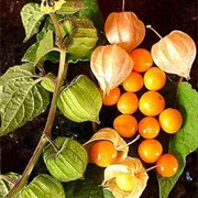 Cape Gooseberry (Physalis Peruviana)