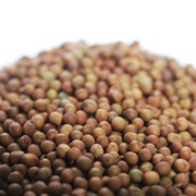 Ervil / Bitter Vetch (Vicia Ervilia)