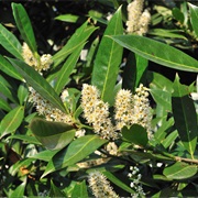 Cherry Laurel