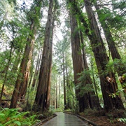 Muir Woods National Monument, California