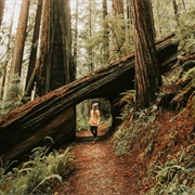 The Red Woods