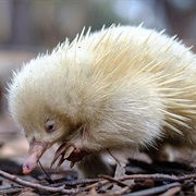 Echidna