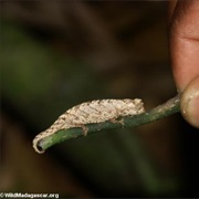 Namoroka Leaf Chameleon