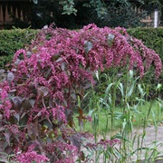 Garden Orache (Atriplex Hortensis)