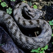 Cliento Vallo Di Diano & Alburni NP, Italy