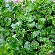 Sissoo Spinach