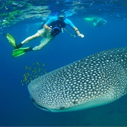 Whale-Shark Spotting Djibouti