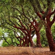 Buy Wine With Real Cork It Saves Plastic & the Cork Oak Forests.