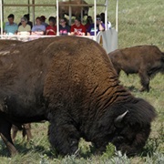 Maxwell Wildlife Refuge