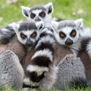 Lemur