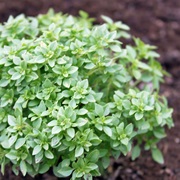 Greek Bush Basil (Greek Spicy Globe Basil)