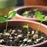 Grow Plant From Seed