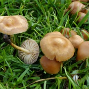 Scotch Bonnet (Marasmius Oreades)
